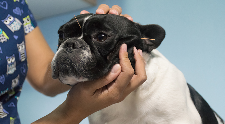 black and white dog receiving acupuncture treatment from vet tech