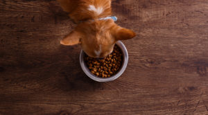 overhead shot of a dog eating out of its food bowl on wooden floor