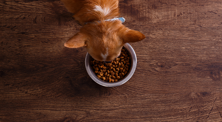 overhead shot of a dog eating out of its food bowl on wooden floor