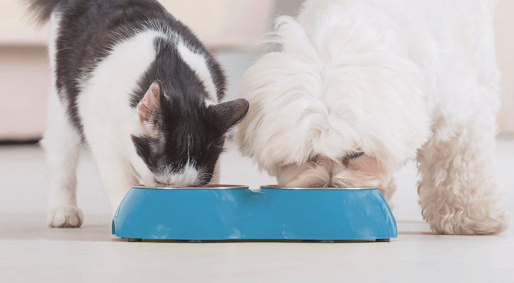 cat and dog standing side by side eating out of a shared food bowl