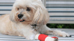 small white dog laying down with red bandage over its right paw and leg
