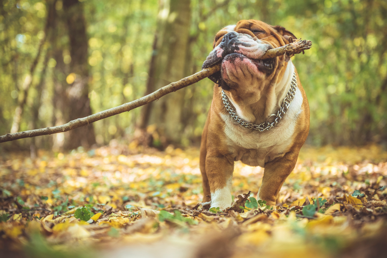 Portrait of funny English bulldog with wooden stick in the park,selective focus