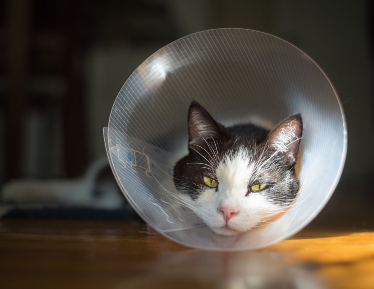 AfterHours Emergency Bethany Family Pet Clinic in Portland, OR